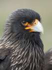 Striated caracara or Johnny Rook, rare bird of prey, Falkland Islands. Art Print